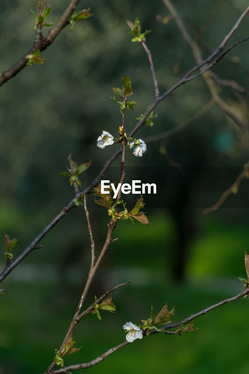 Close-up of plant growing outdoors