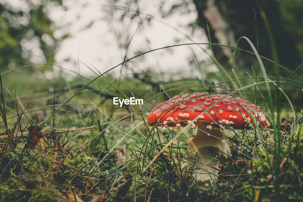 Close-up of fly agaric mushroom growing on grass