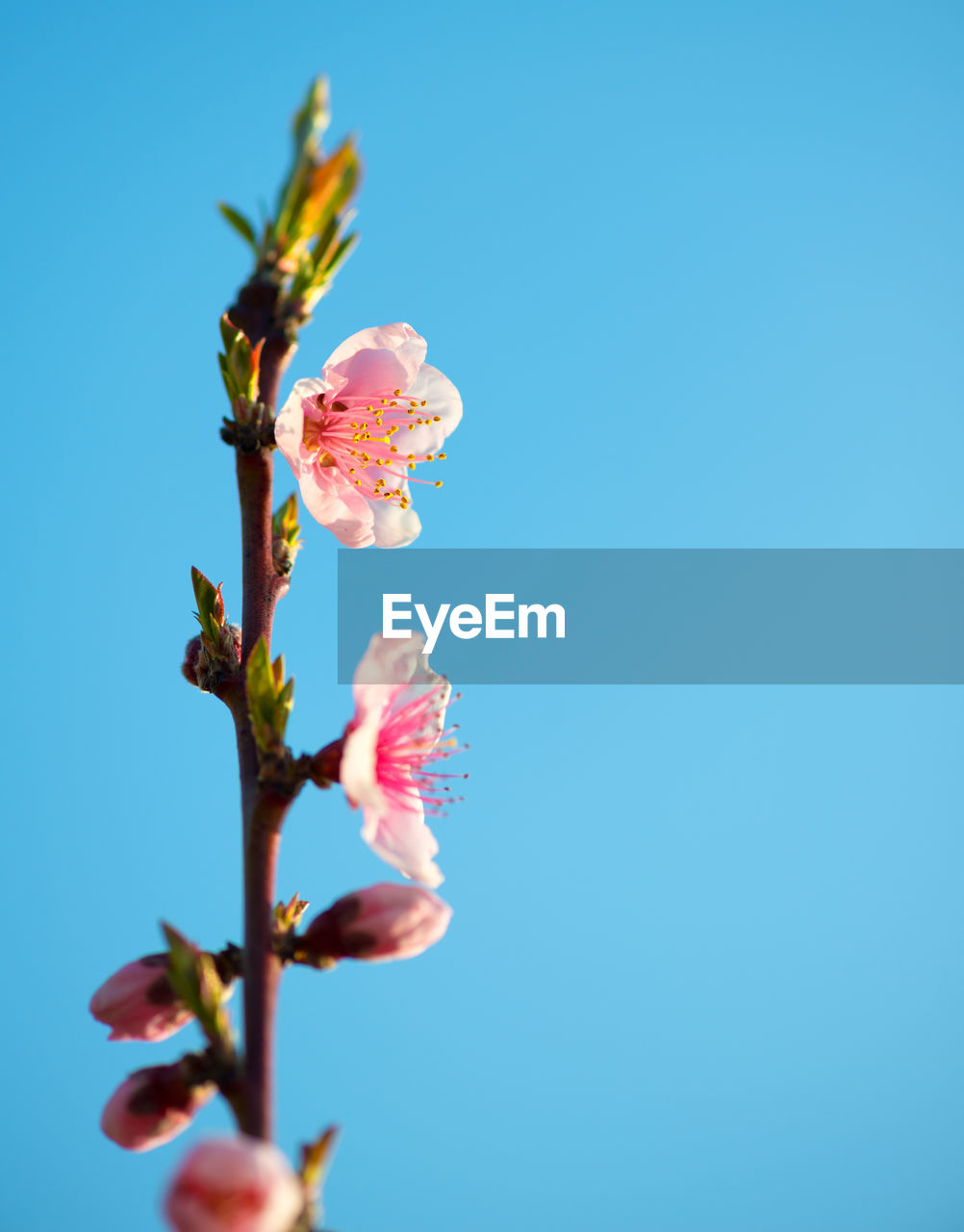 CLOSE-UP OF CHERRY BLOSSOM AGAINST BLUE SKY