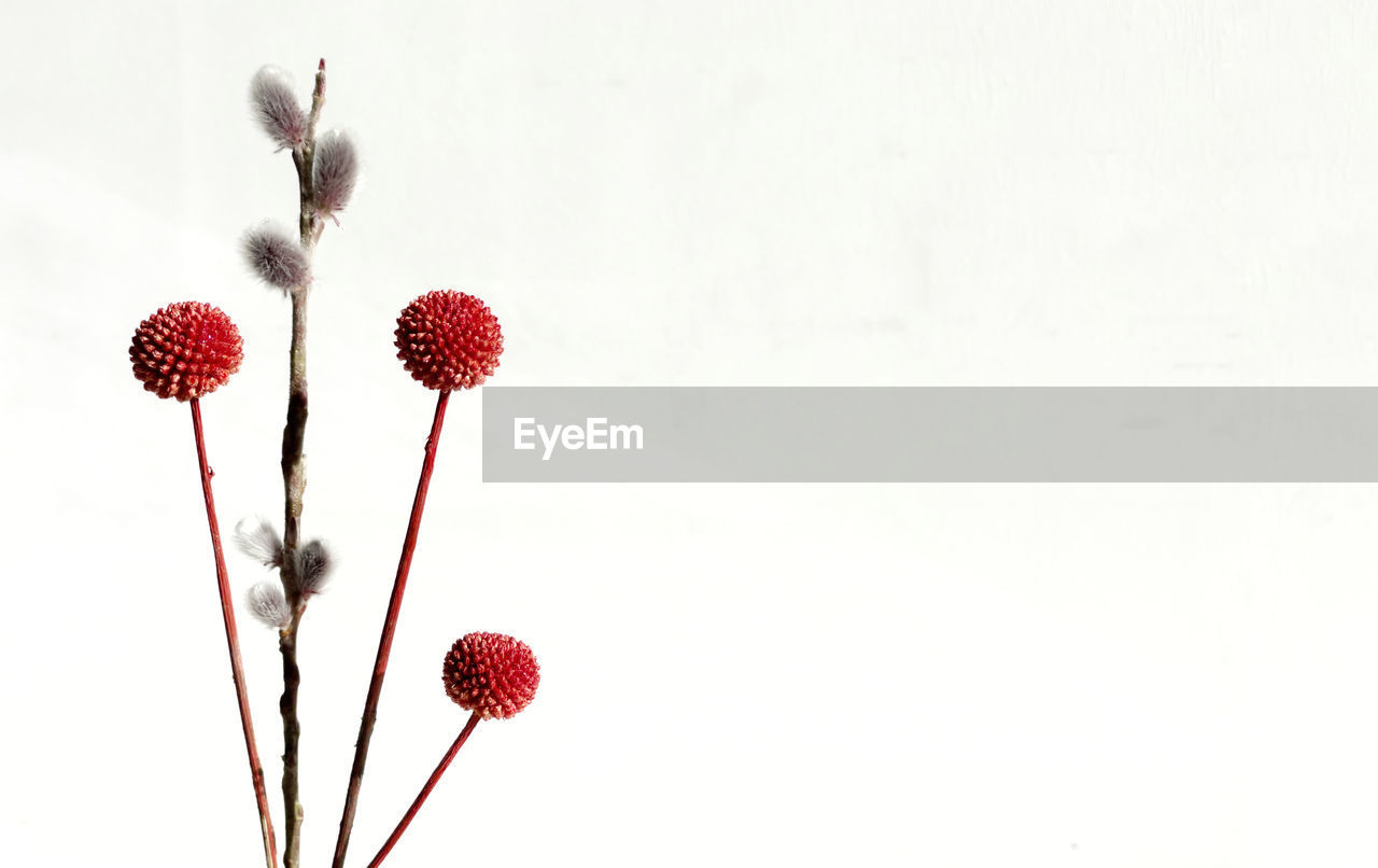 CLOSE-UP OF RED FLOWERS AGAINST WHITE BACKGROUND