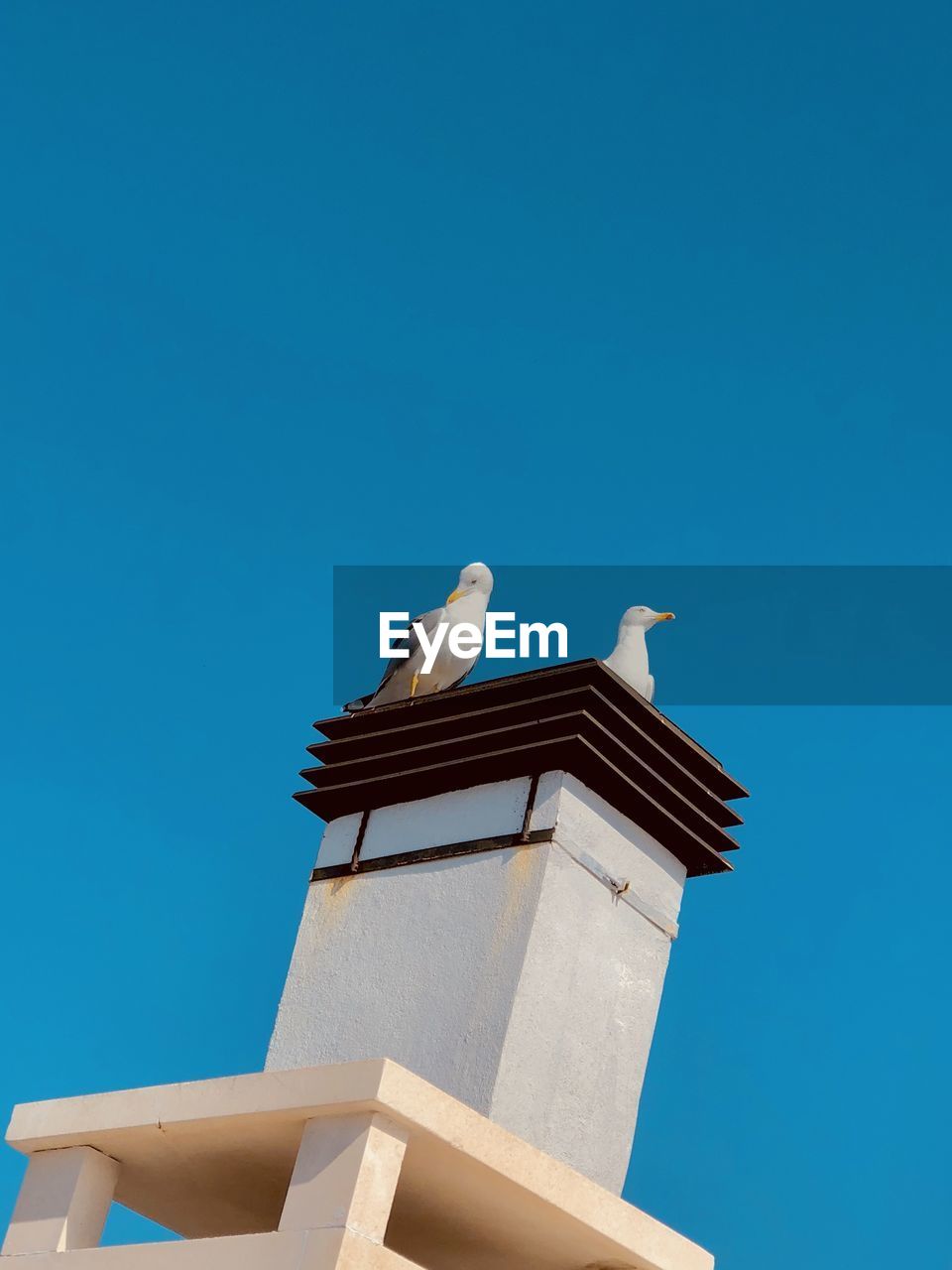 LOW ANGLE VIEW OF SEAGULL PERCHING AGAINST CLEAR SKY