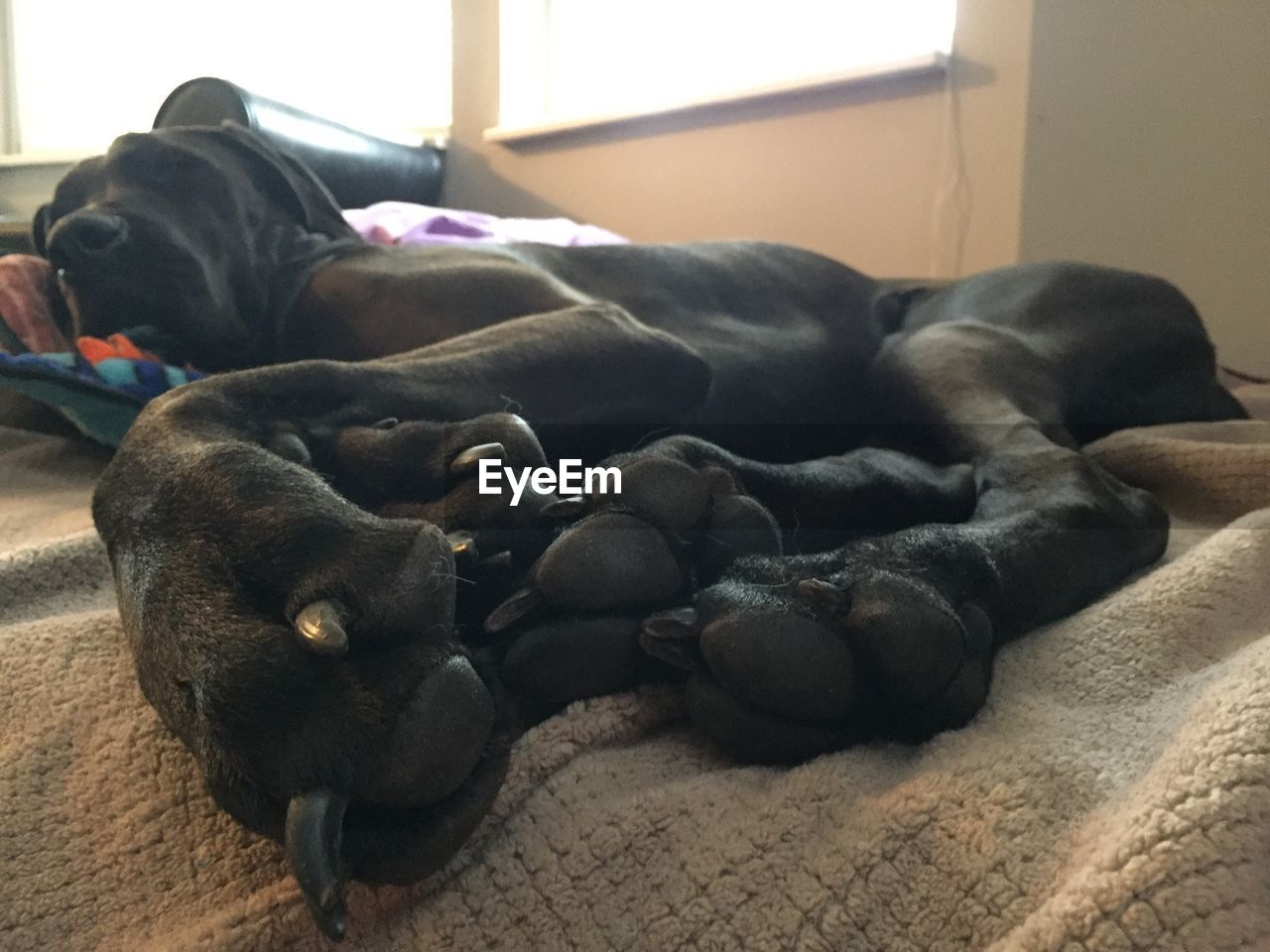 Great dane sleeping on bed