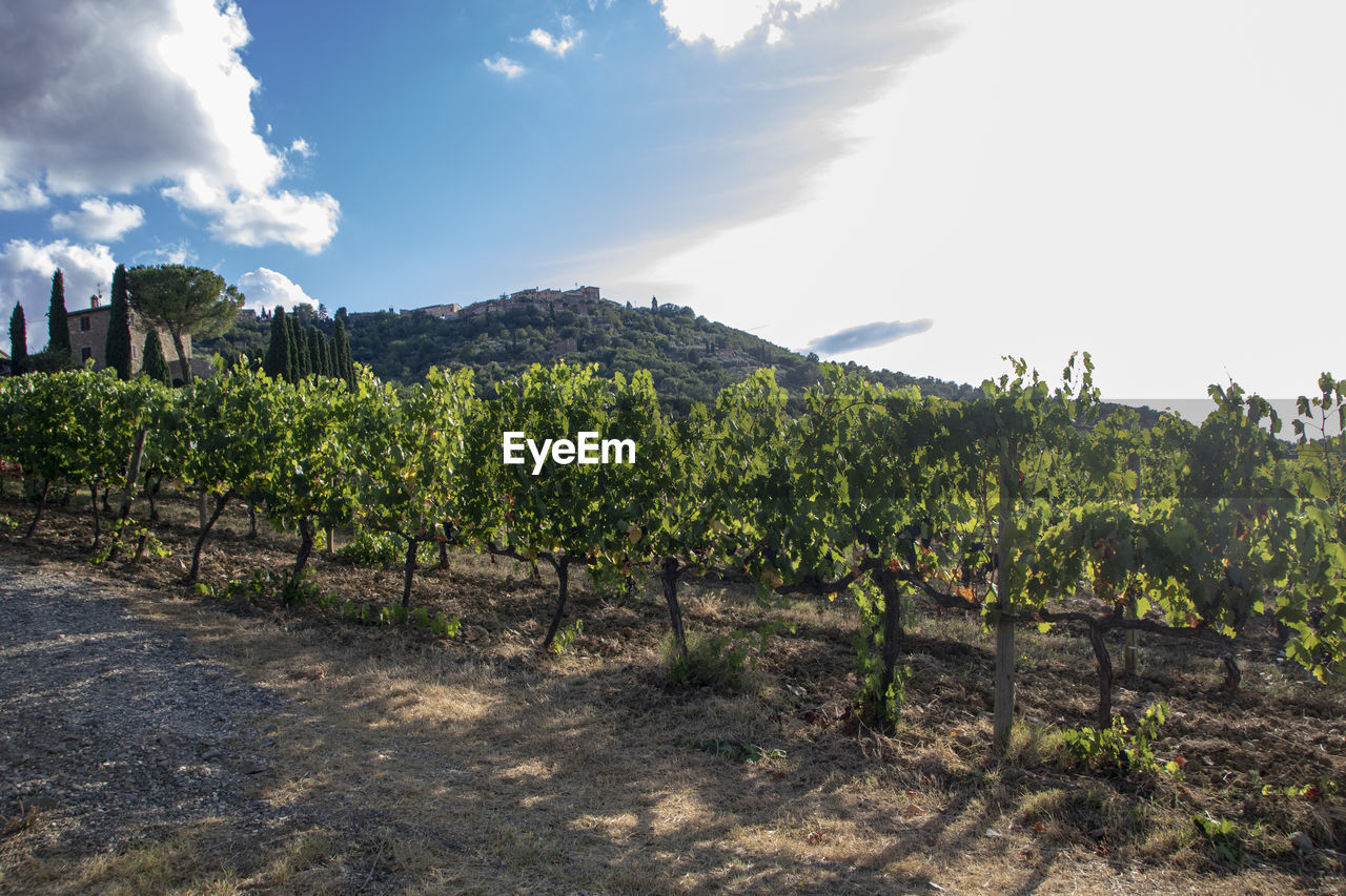 VIEW OF VINEYARD AGAINST SKY