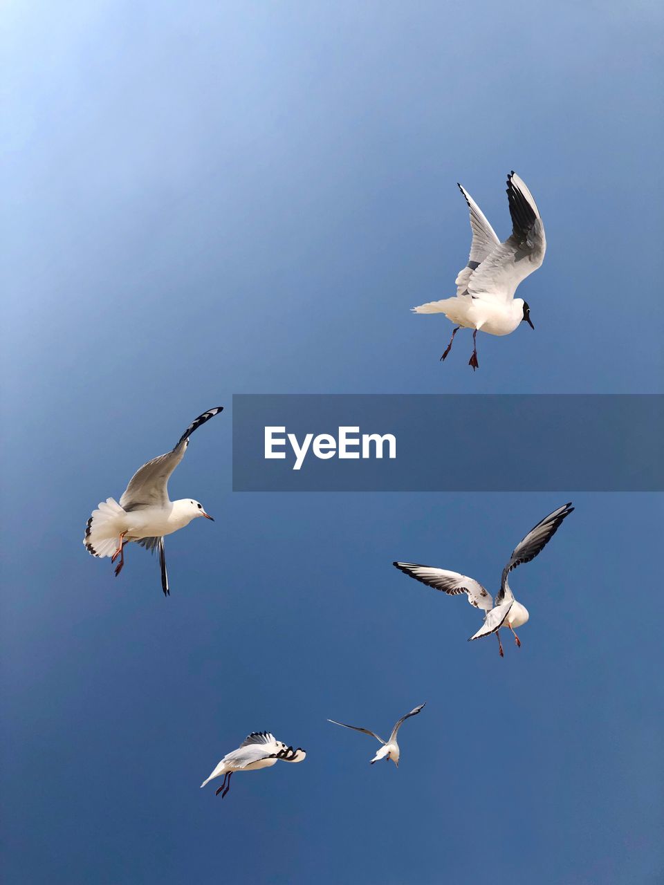 LOW ANGLE VIEW OF SEAGULLS FLYING IN SKY