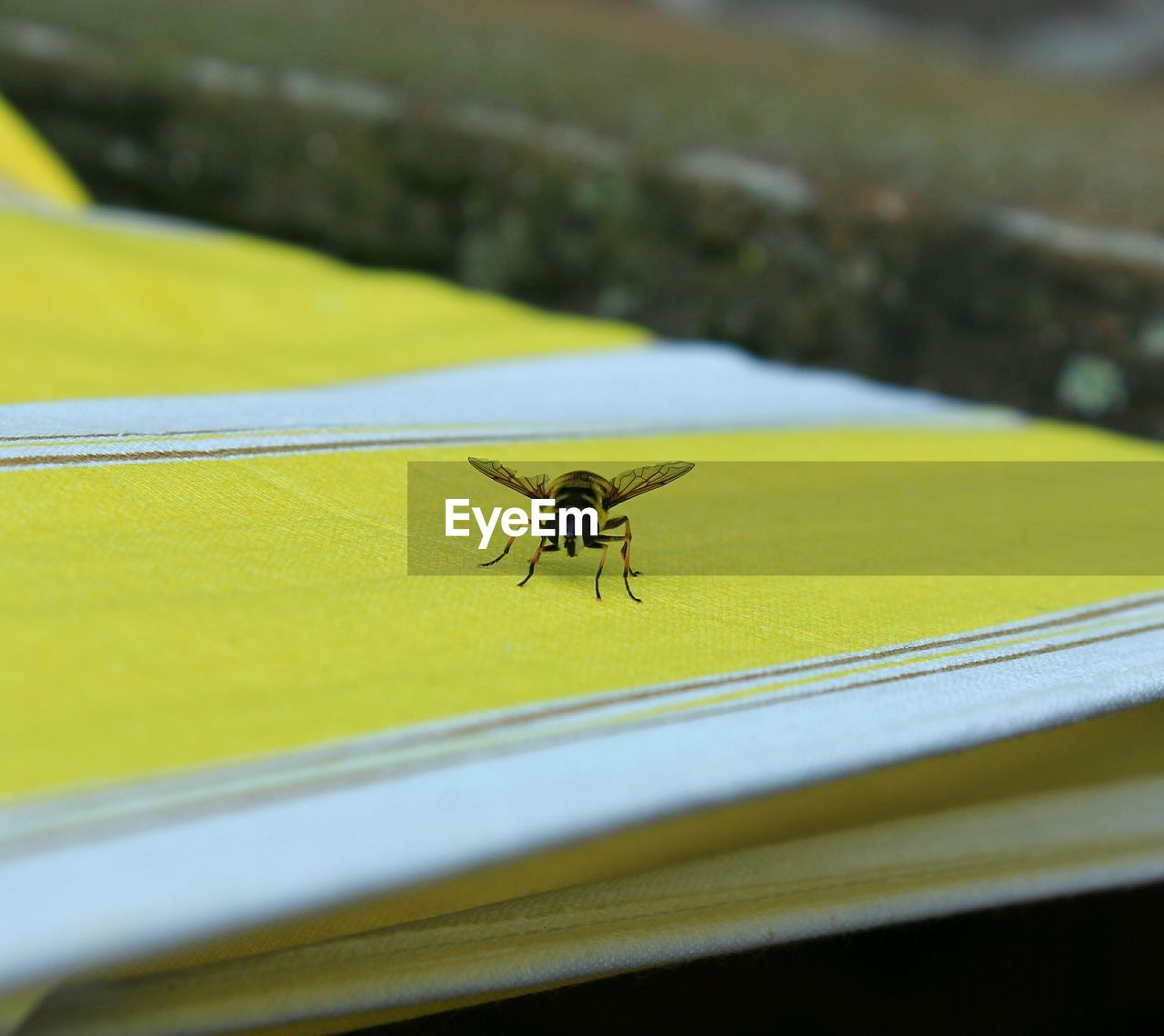 Close-up of bee on yellow files