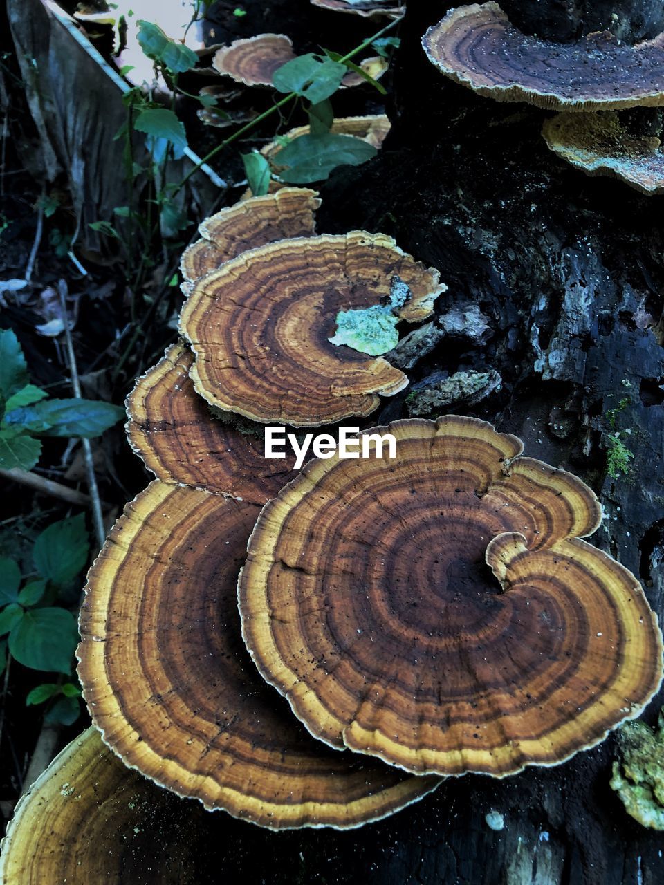 CLOSE-UP OF A MUSHROOMS IN THE FOREST