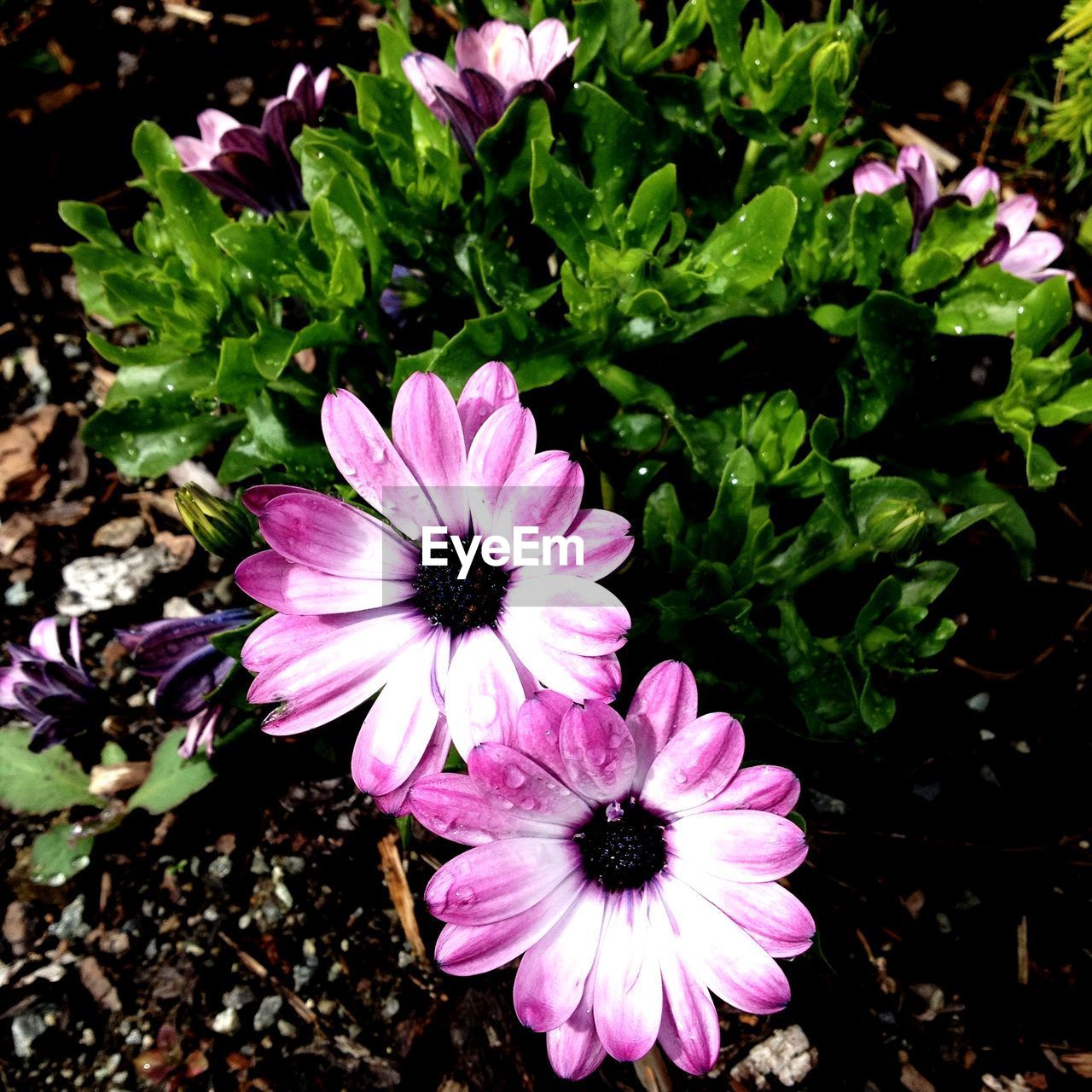 HIGH ANGLE VIEW OF PINK FLOWERING PLANT