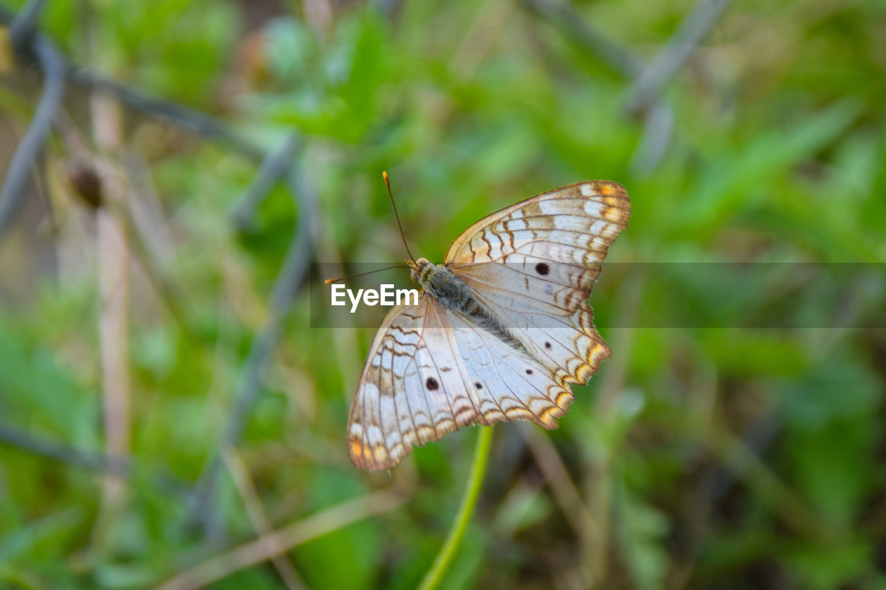 Close-up of butterfly on plant