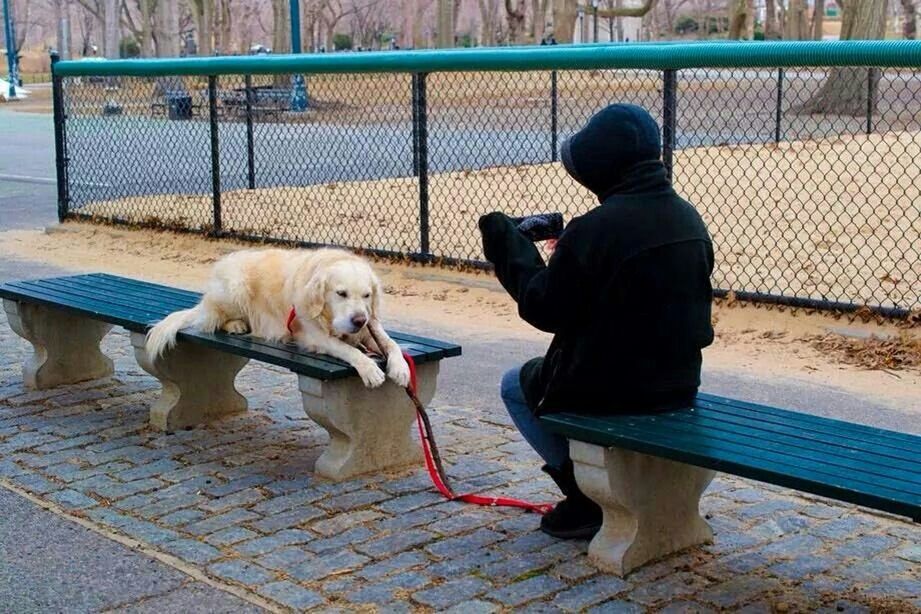 REAR VIEW OF MAN WITH DOG SITTING ON FENCE AGAINST TRAIN