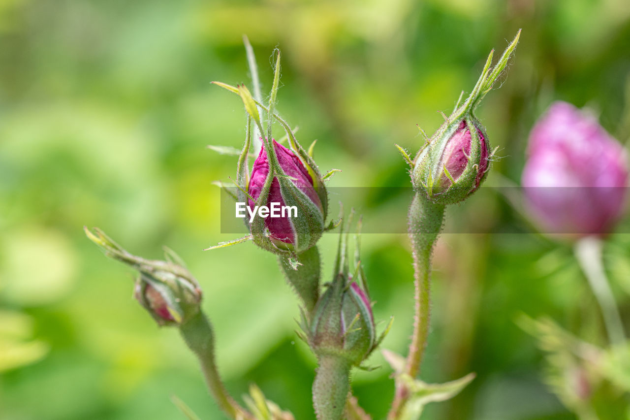 CLOSE-UP OF PINK FLOWER BUD