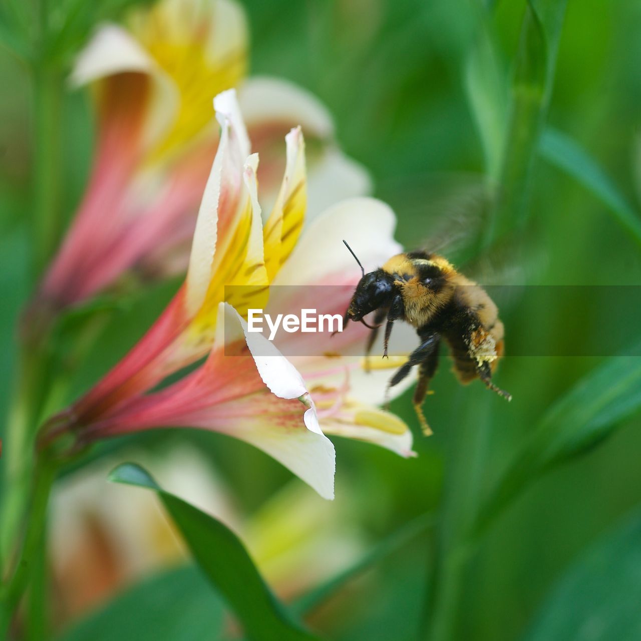 CLOSE-UP OF HONEY BEE POLLINATING FLOWER