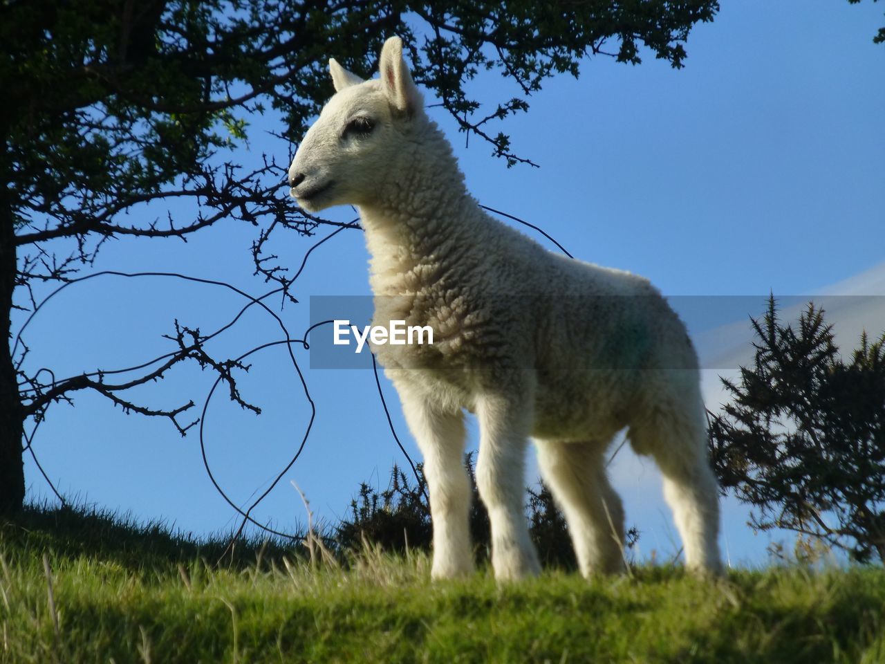 LOW ANGLE VIEW OF SHEEP ON GRASS