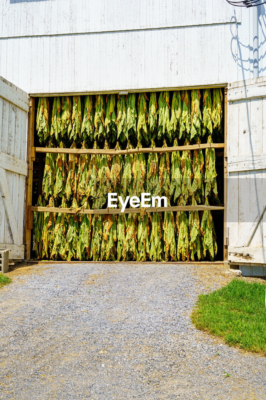 PLANTS GROWING BY BUILDING