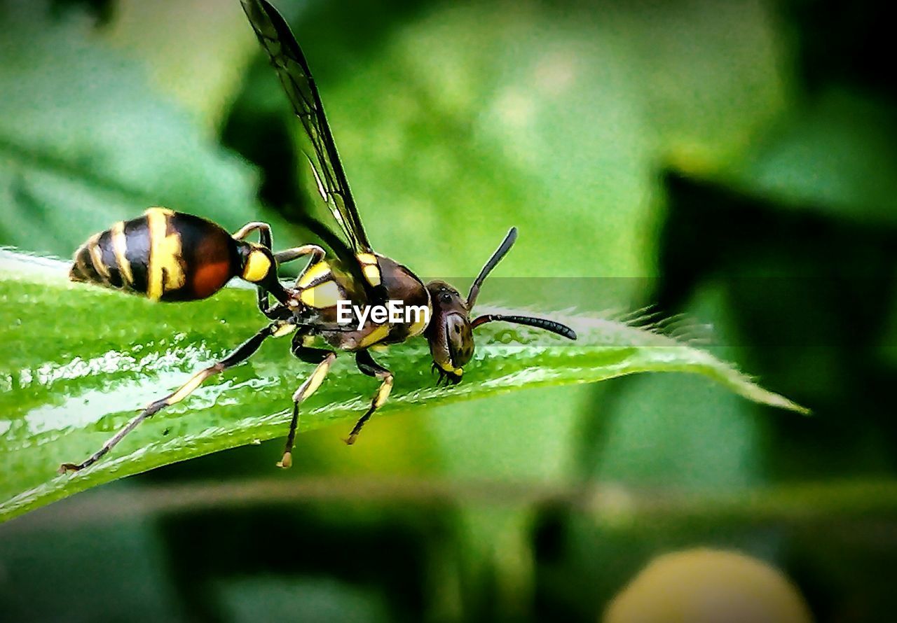 CLOSE-UP VIEW OF INSECT