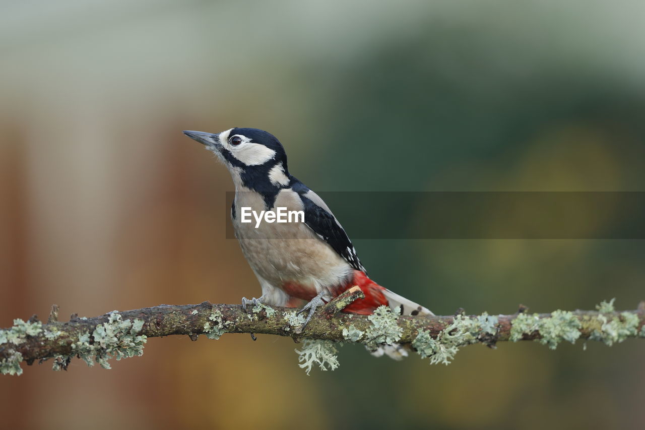 Great spotted woodpecker on a natural perch