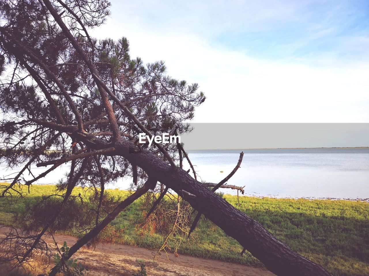 TREE ON BEACH AGAINST SKY