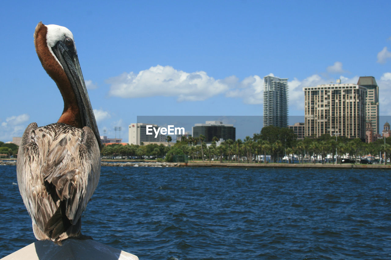 Close-up of pelican by lake against sky
