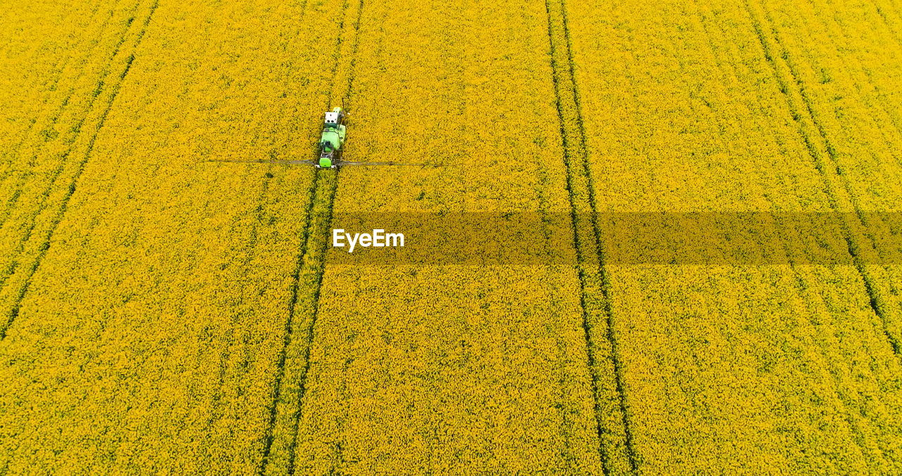 full frame shot of yellow rice field