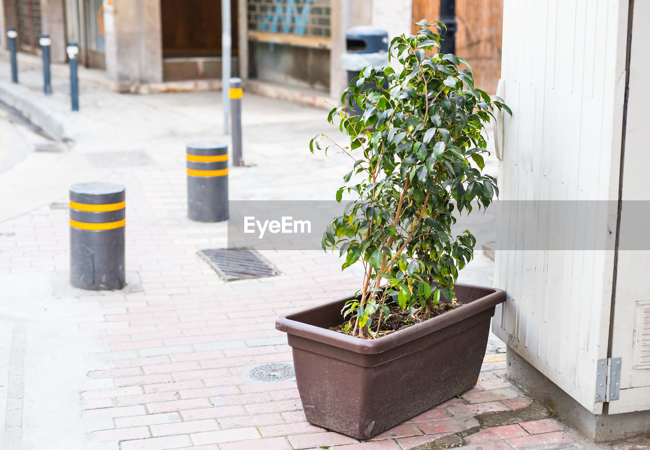 POTTED PLANTS ON FOOTPATH BY BUILDING