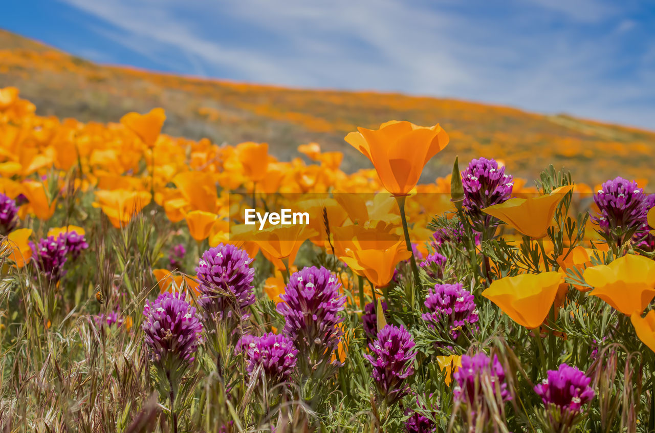 CLOSE-UP OF YELLOW FLOWERING PLANT ON FIELD