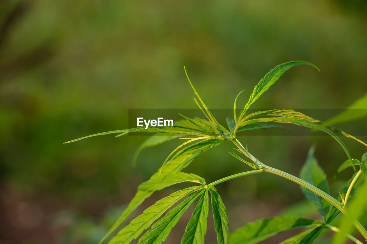 CLOSE-UP OF FRESH PLANT