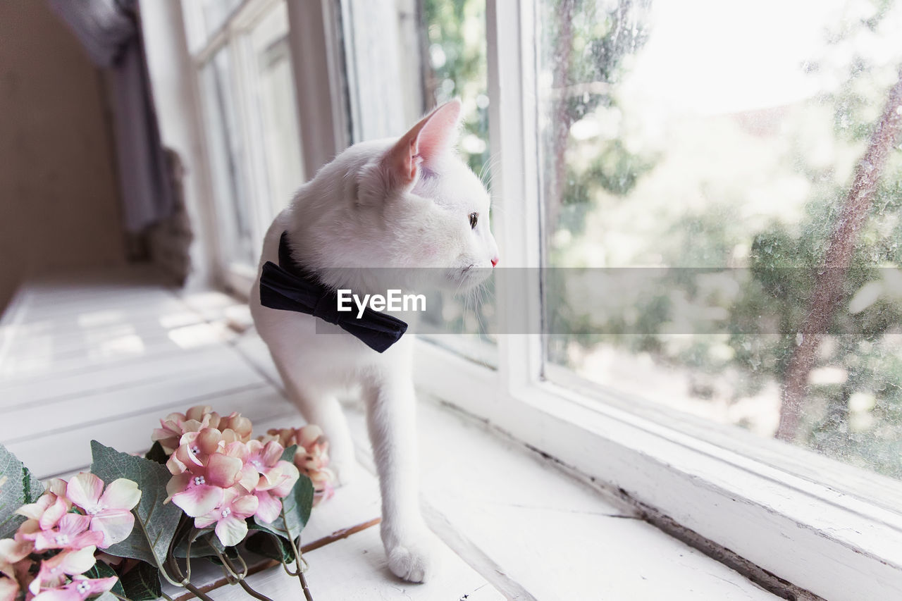 A white cat in a blue bow tie looks at the window and walk along the windowsill 