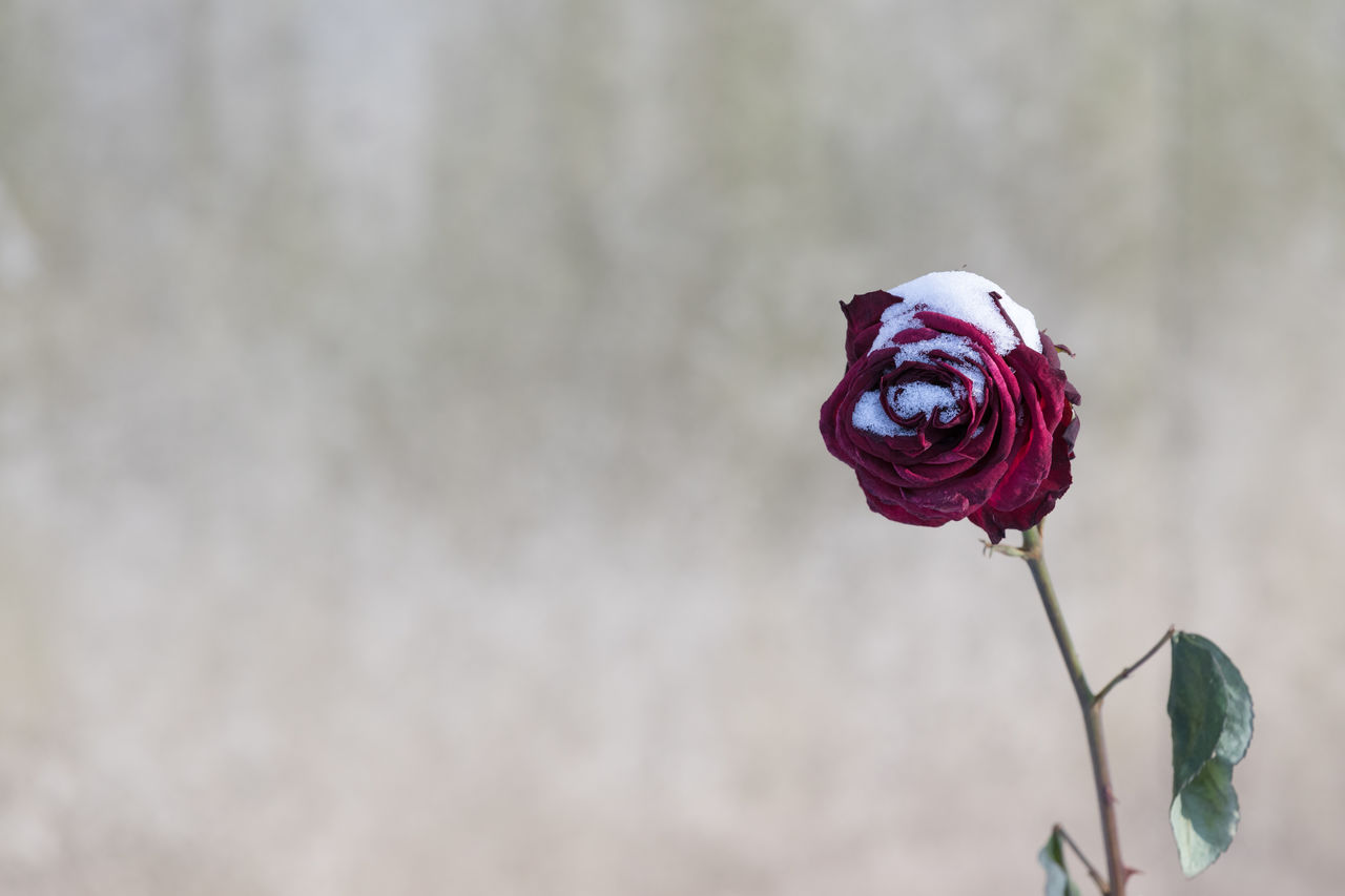 Close-up of flower against blurred background