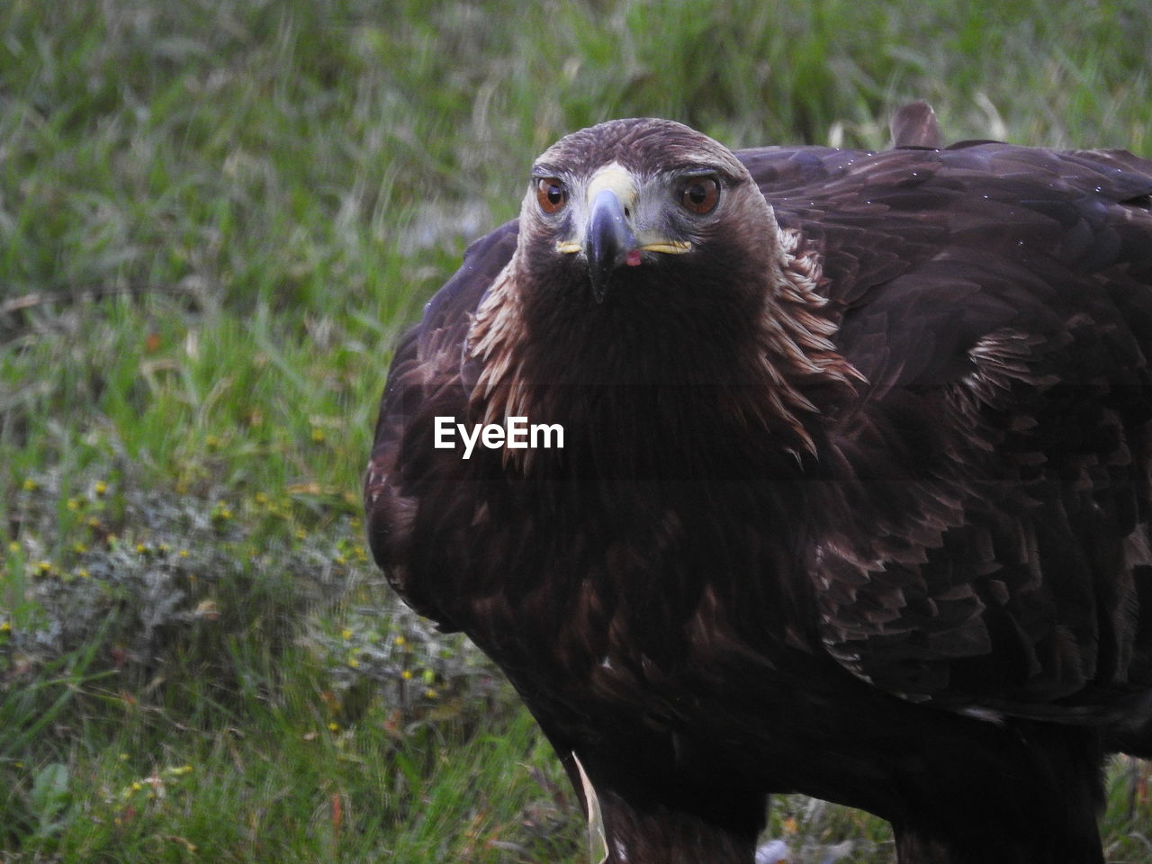 CLOSE-UP OF HAWK PERCHING ON FIELD