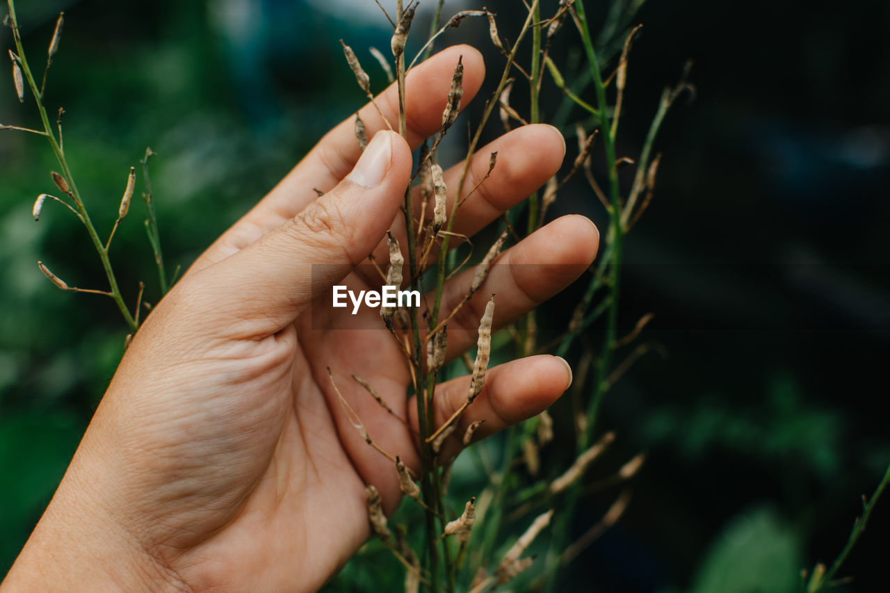 CLOSE-UP OF HAND HOLDING PLANTS