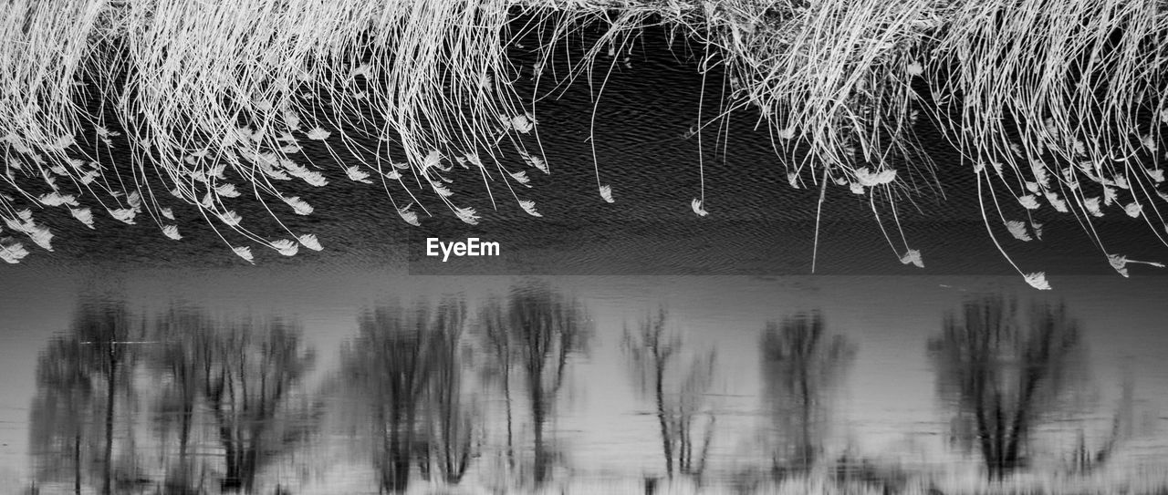 CLOSE-UP OF TREE BRANCHES OVER LAKE