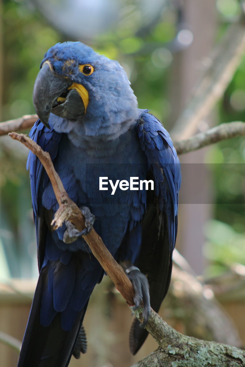 CLOSE-UP OF BIRD PERCHING ON BRANCH