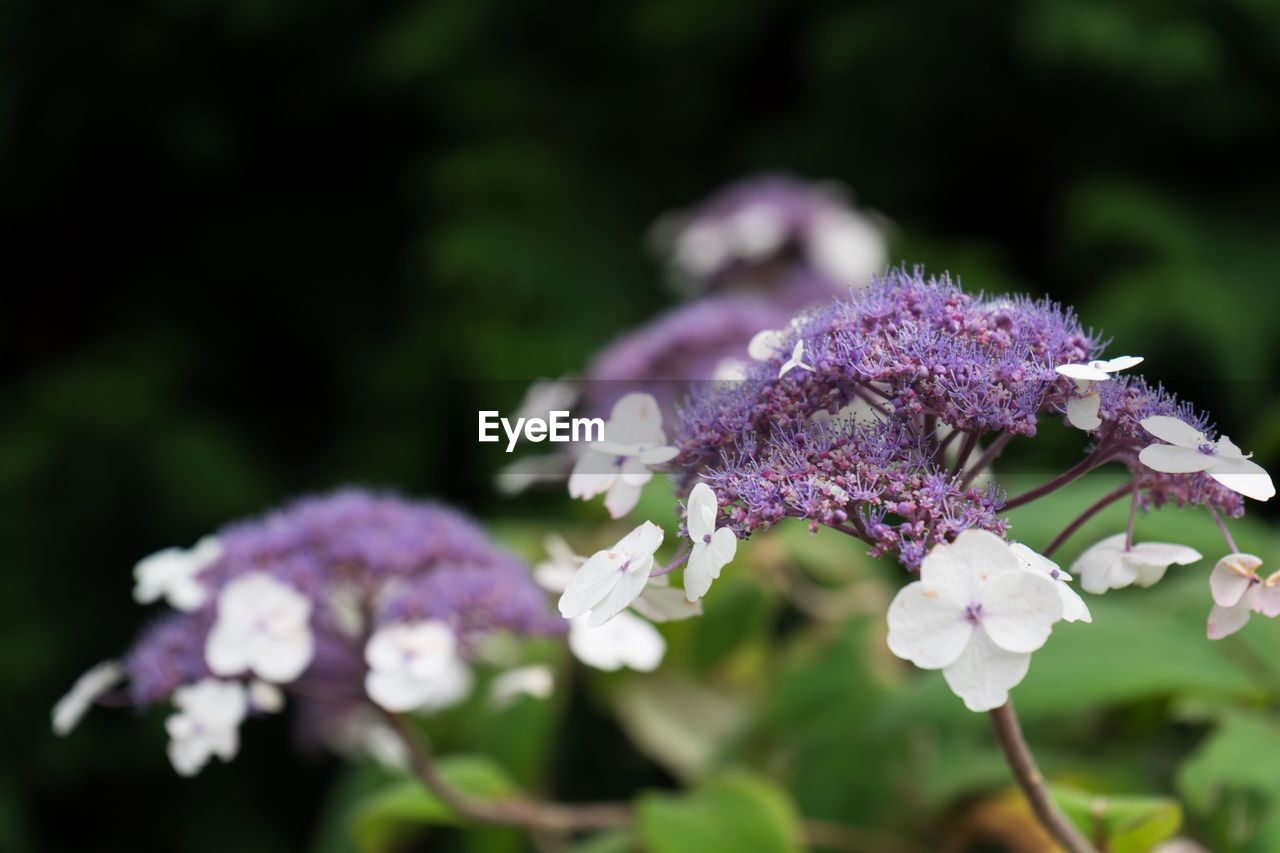 Close-up of flowers