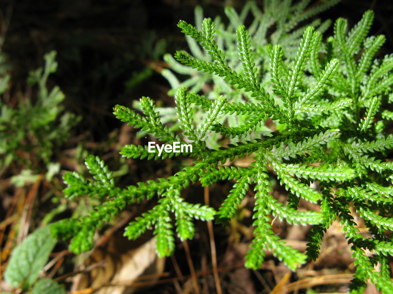 Close-up of fern leaves