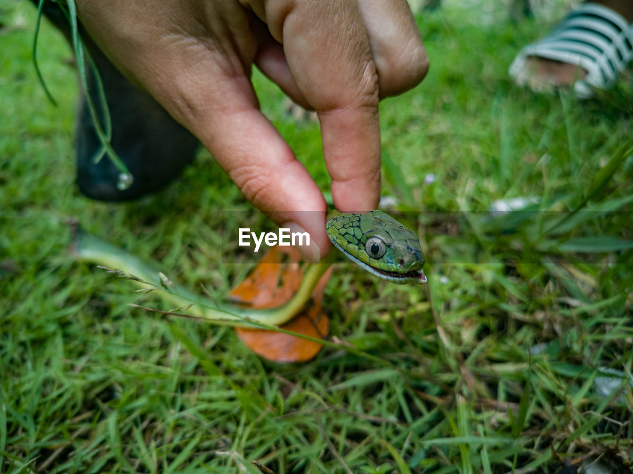 Midsection of person holding snake in grass