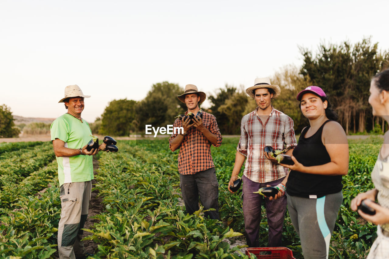 Group of growers working and harvesting fresh black eggplants or eggplants in their field.