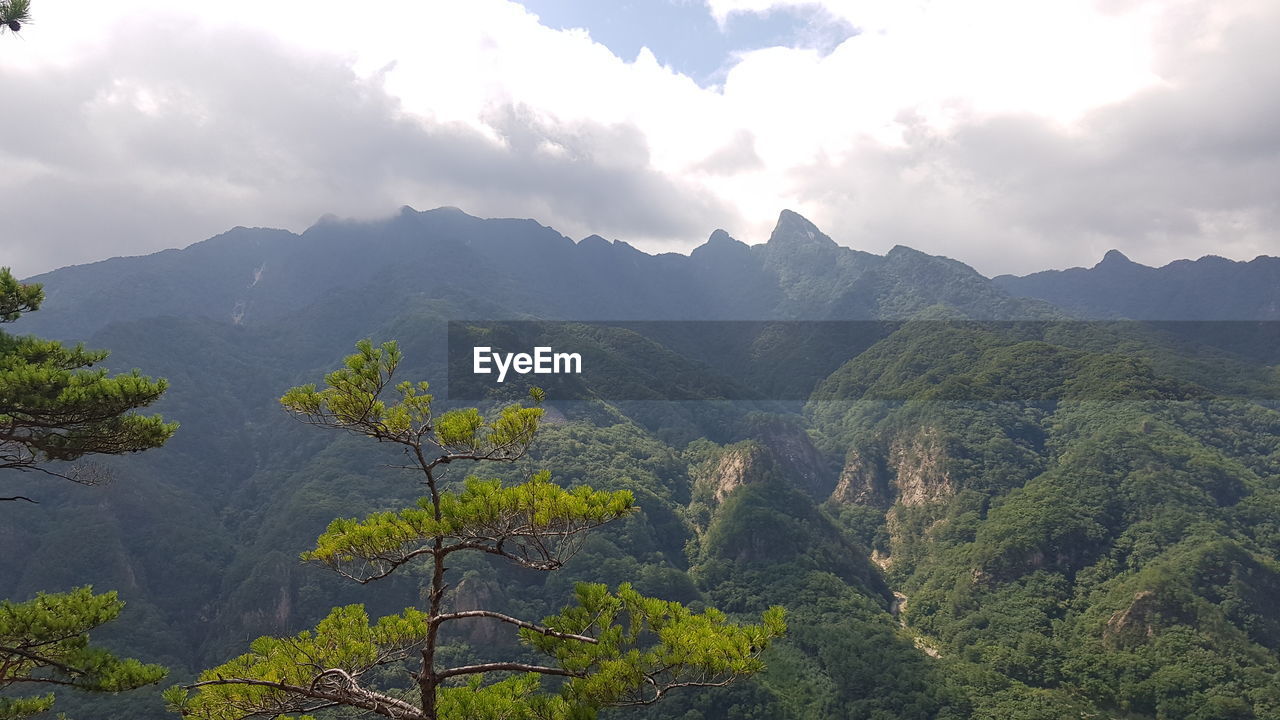 SCENIC VIEW OF TREES AGAINST SKY