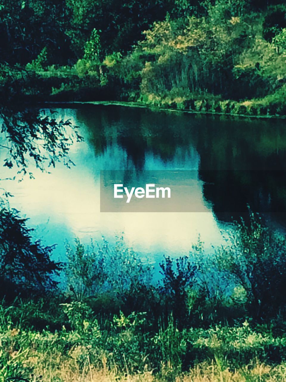 REFLECTION OF TREES IN LAKE