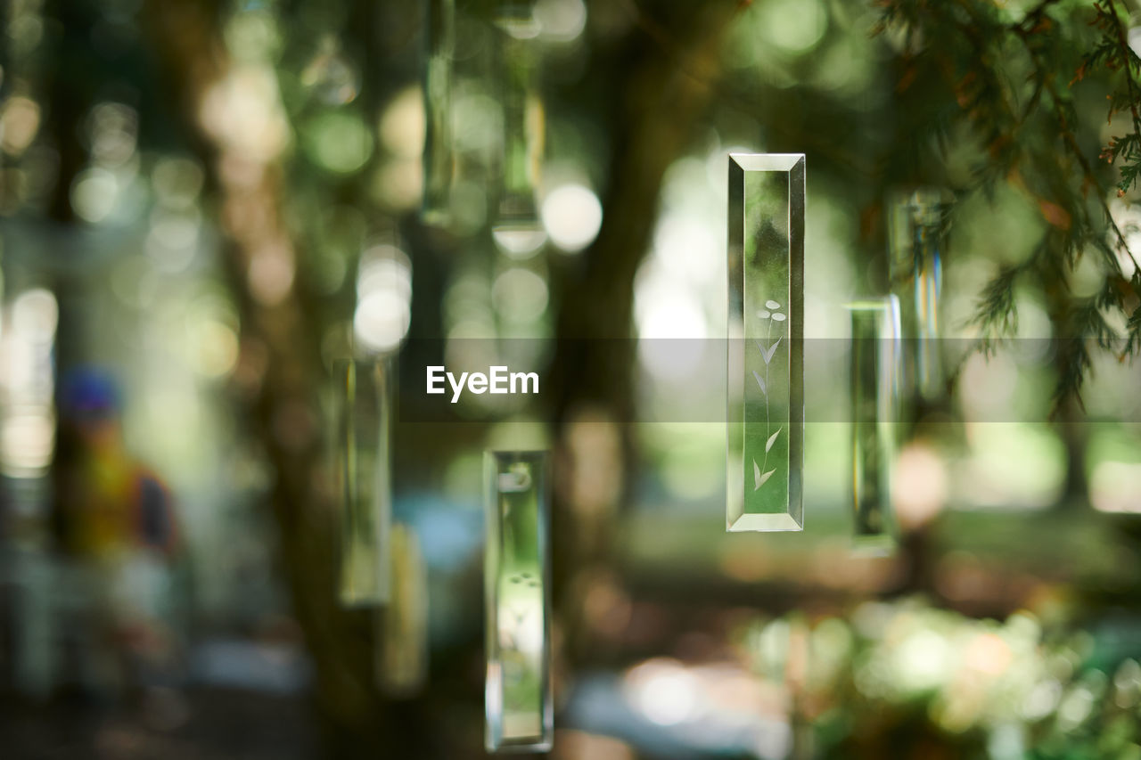 green, light, no people, tree, plant, focus on foreground, sunlight, nature, selective focus, outdoors, close-up, day