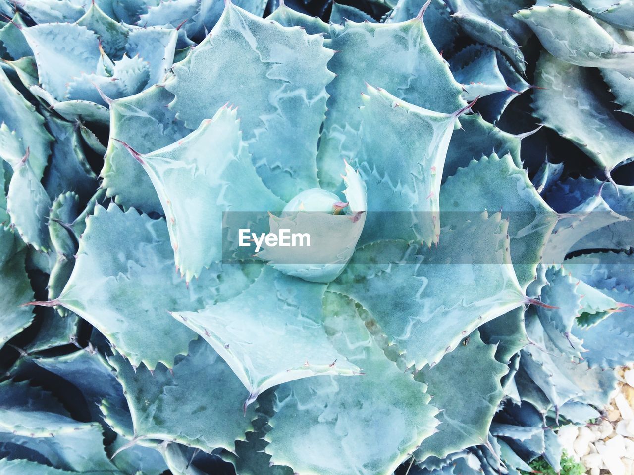 FULL FRAME SHOT OF FLOWER PLANTS