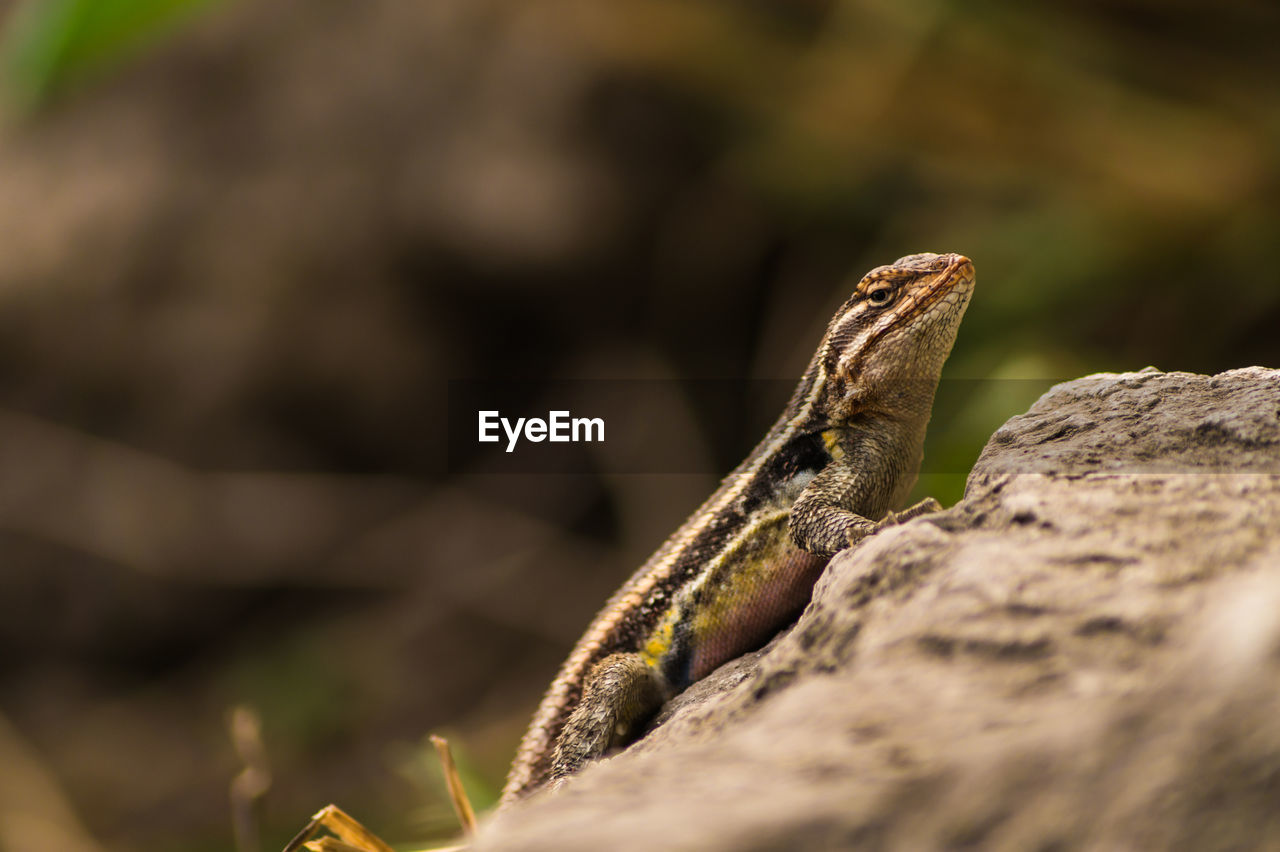 CLOSE-UP OF A LIZARD