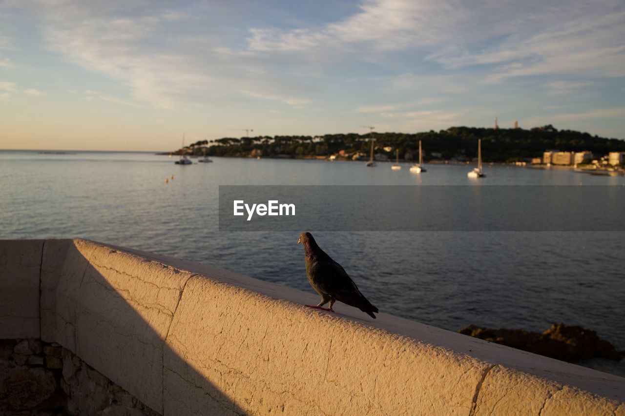 BIRD PERCHING ON A WALL AGAINST SKY