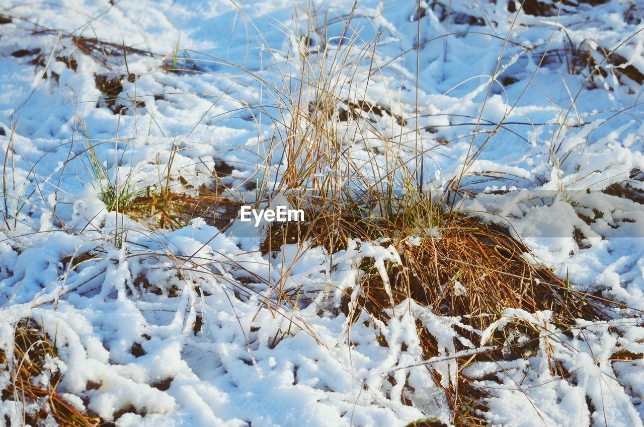 SNOW COVERED LAND AND TREES