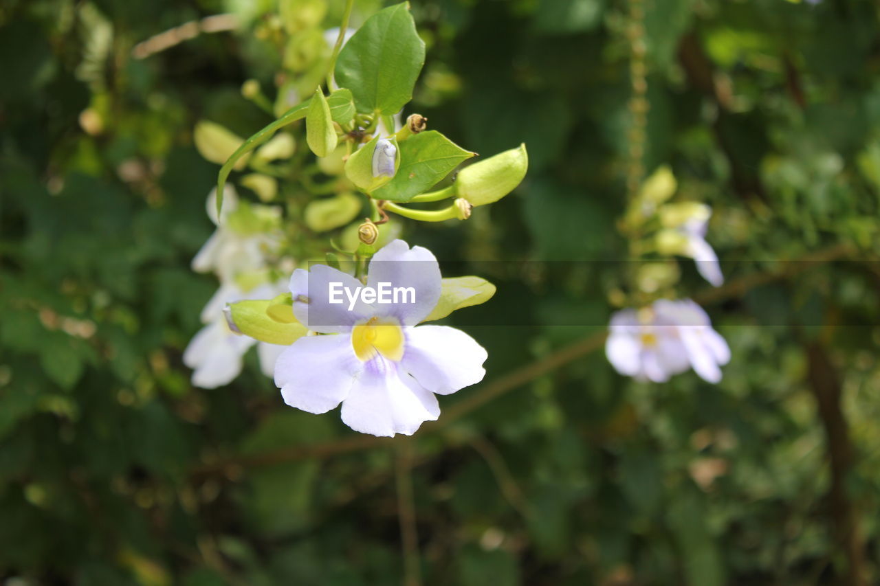 CLOSE-UP OF PURPLE FLOWERING PLANT AGAINST BLURRED BACKGROUND