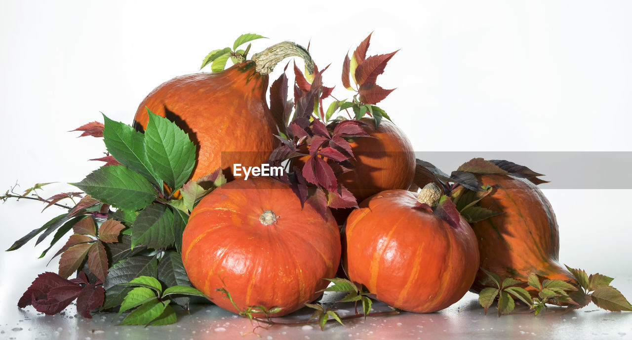 food, food and drink, vegetable, healthy eating, freshness, pumpkin, wellbeing, autumn, produce, plant part, leaf, nature, plant, fruit, no people, orange color, flower, still life, celebration, indoors, ingredient, squash, organic, studio shot