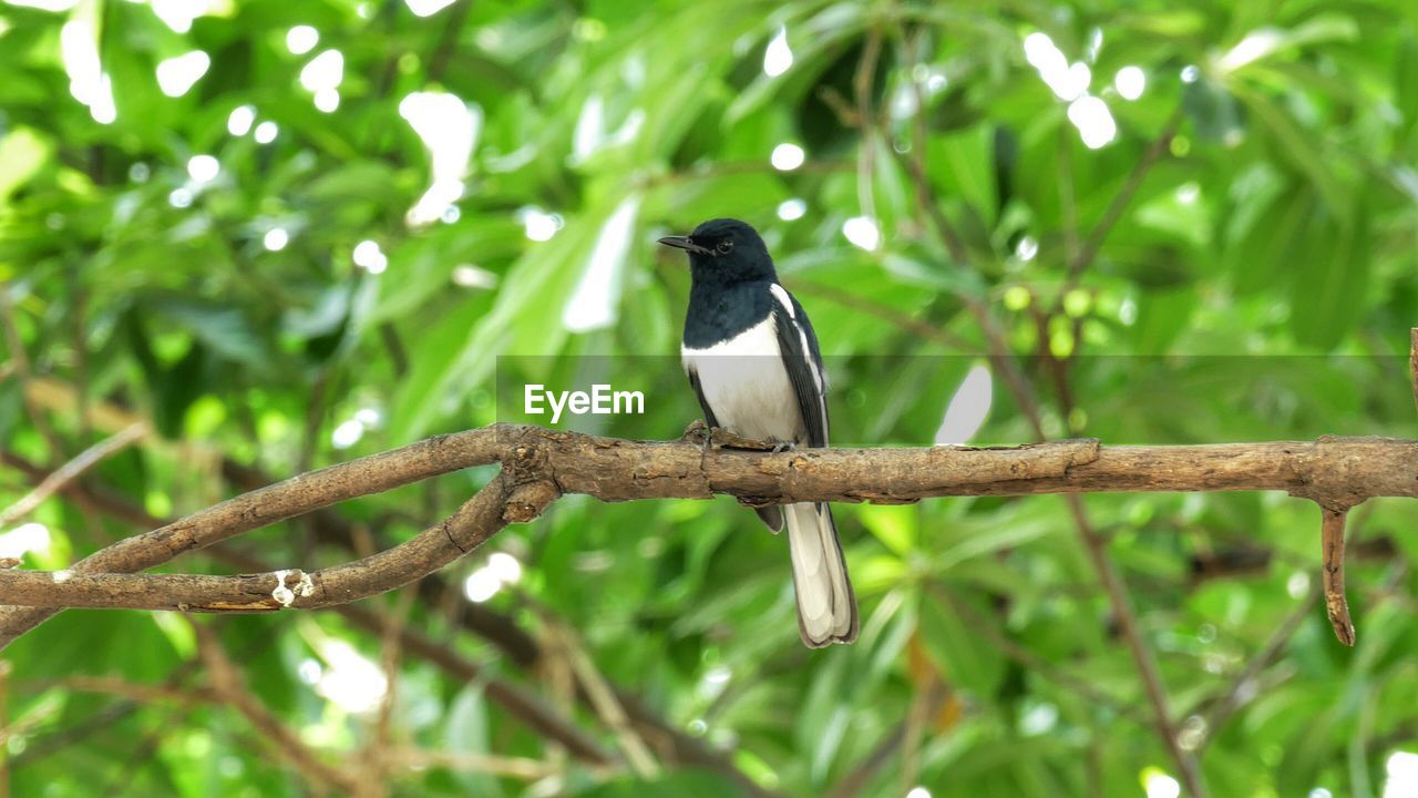 BIRD PERCHING ON BRANCH