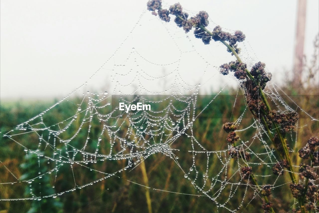 CLOSE-UP OF WET SPIDER WEB AGAINST SKY