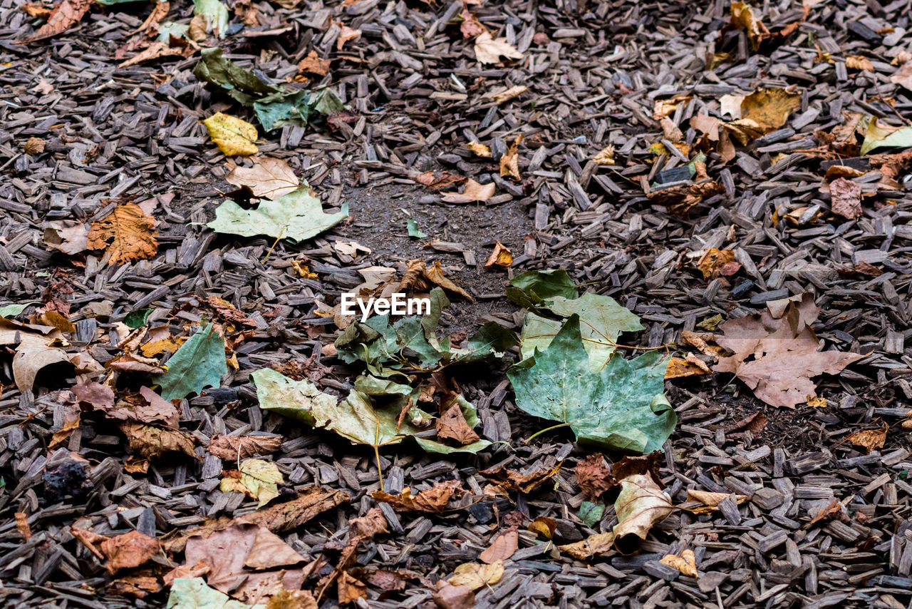Close-up of fallen leaves on field