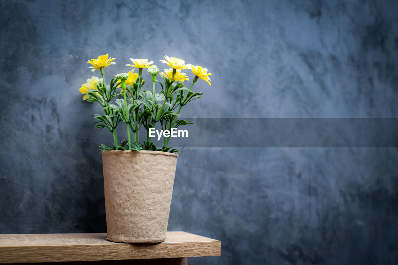 CLOSE-UP OF YELLOW FLOWER AGAINST WALL