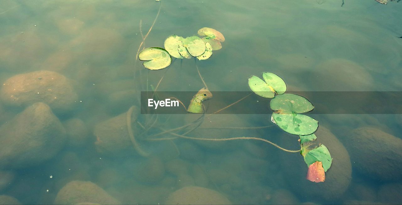 HIGH ANGLE VIEW OF LEAF FLOATING ON WATER