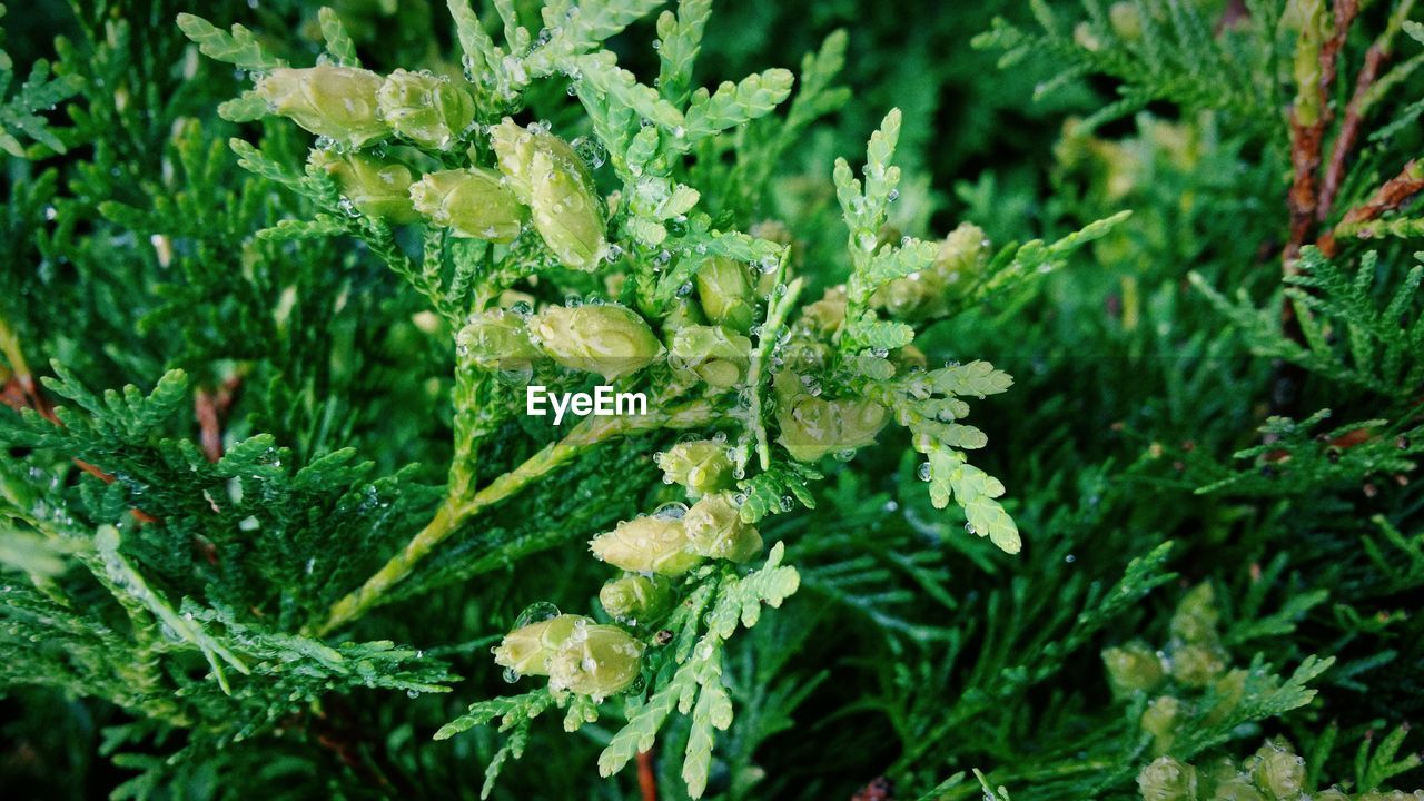 Close-up of plant growing on tree